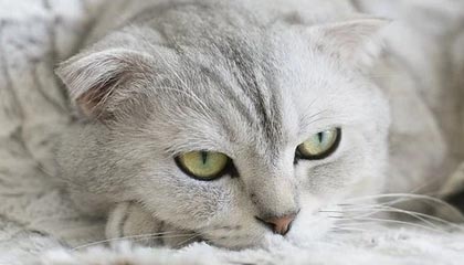 开云体育官网下载-法甲球队实力碾压对手，夺得胜利，法甲球队阵容